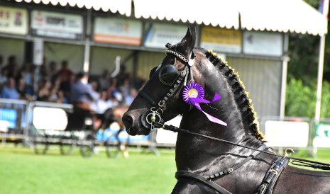 Tuigpaardenconcours Norg